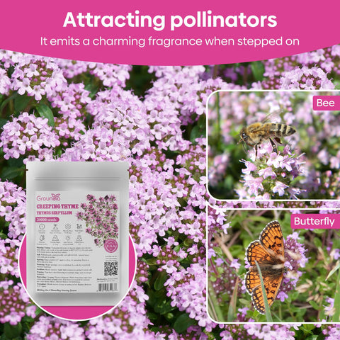 Groundio creeping thyme seeds are easy to grow for low maintenance.