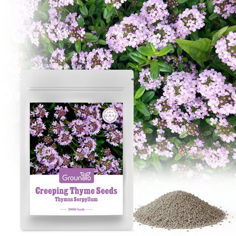 Groundio creeping thyme seeds packaging prepared for garden planning.