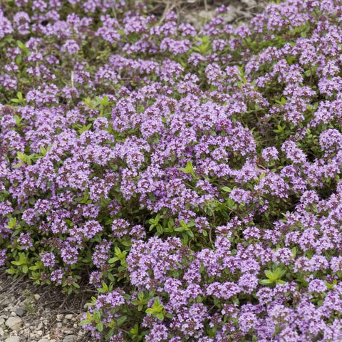 Groundio creeping thyme seeds planting guide for beginners.