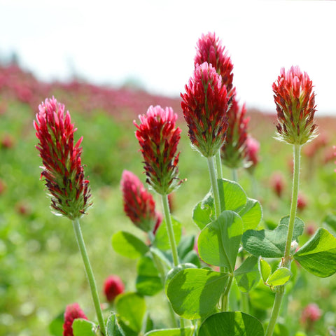 Groundio Crimson Clover seed packaging supports easy sowing and coverage planning.
