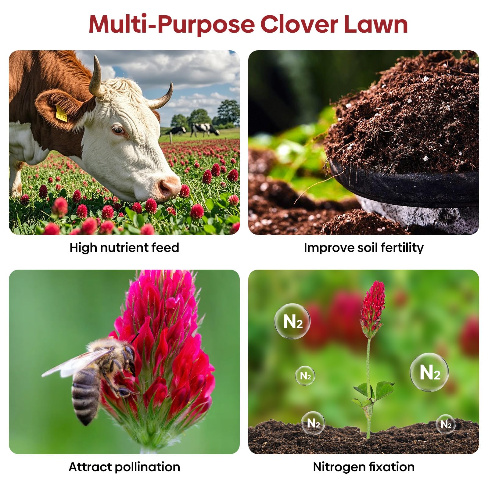 Groundio Crimson Clover drought-tolerant plant suitable for sunny to semi-shaded sites.