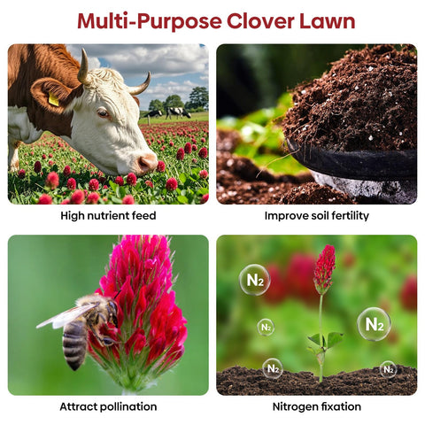 Groundio Crimson Clover drought-tolerant plant suitable for sunny to semi-shaded sites.