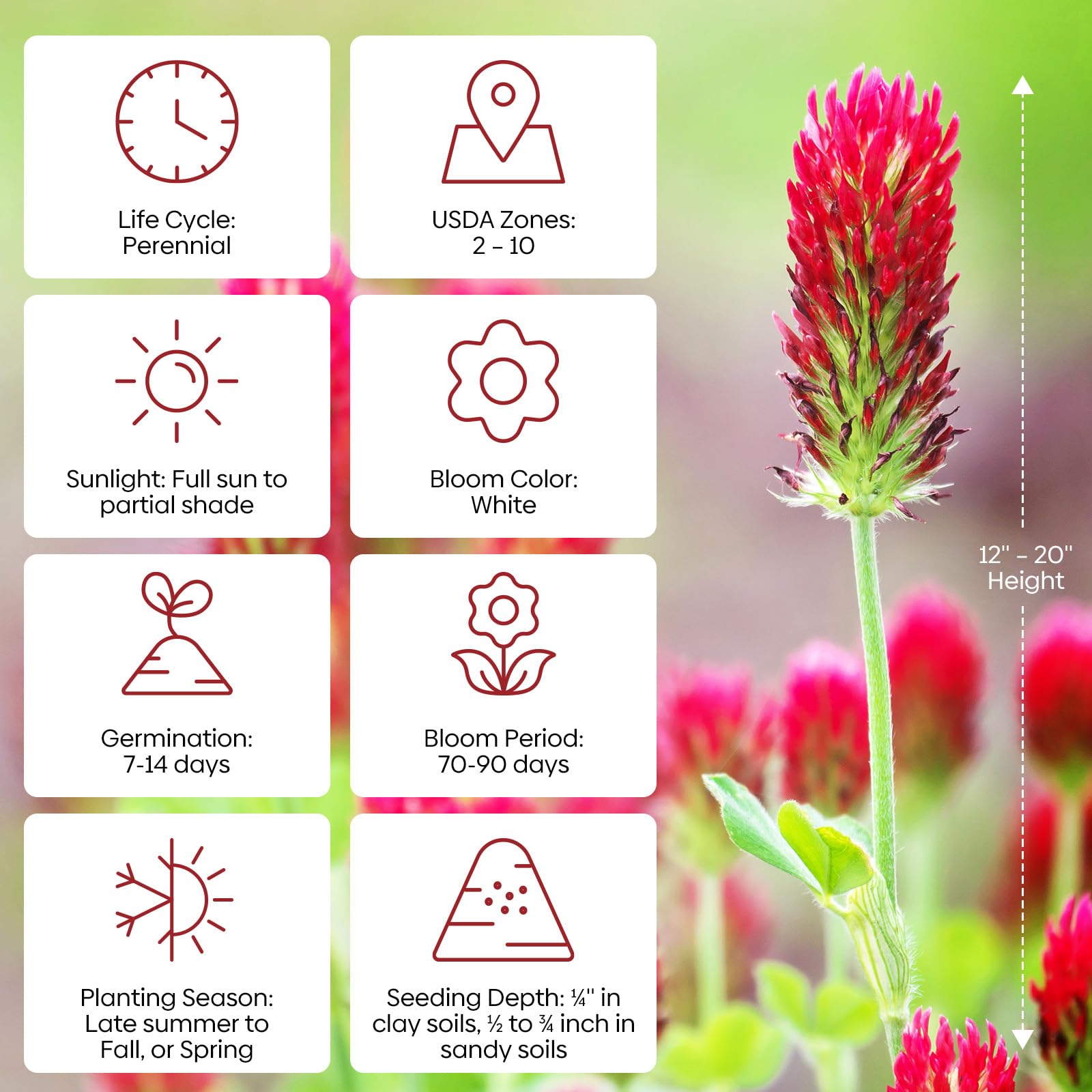 Groundio Crimson Clover flowers in bloom attracting bees and butterflies.