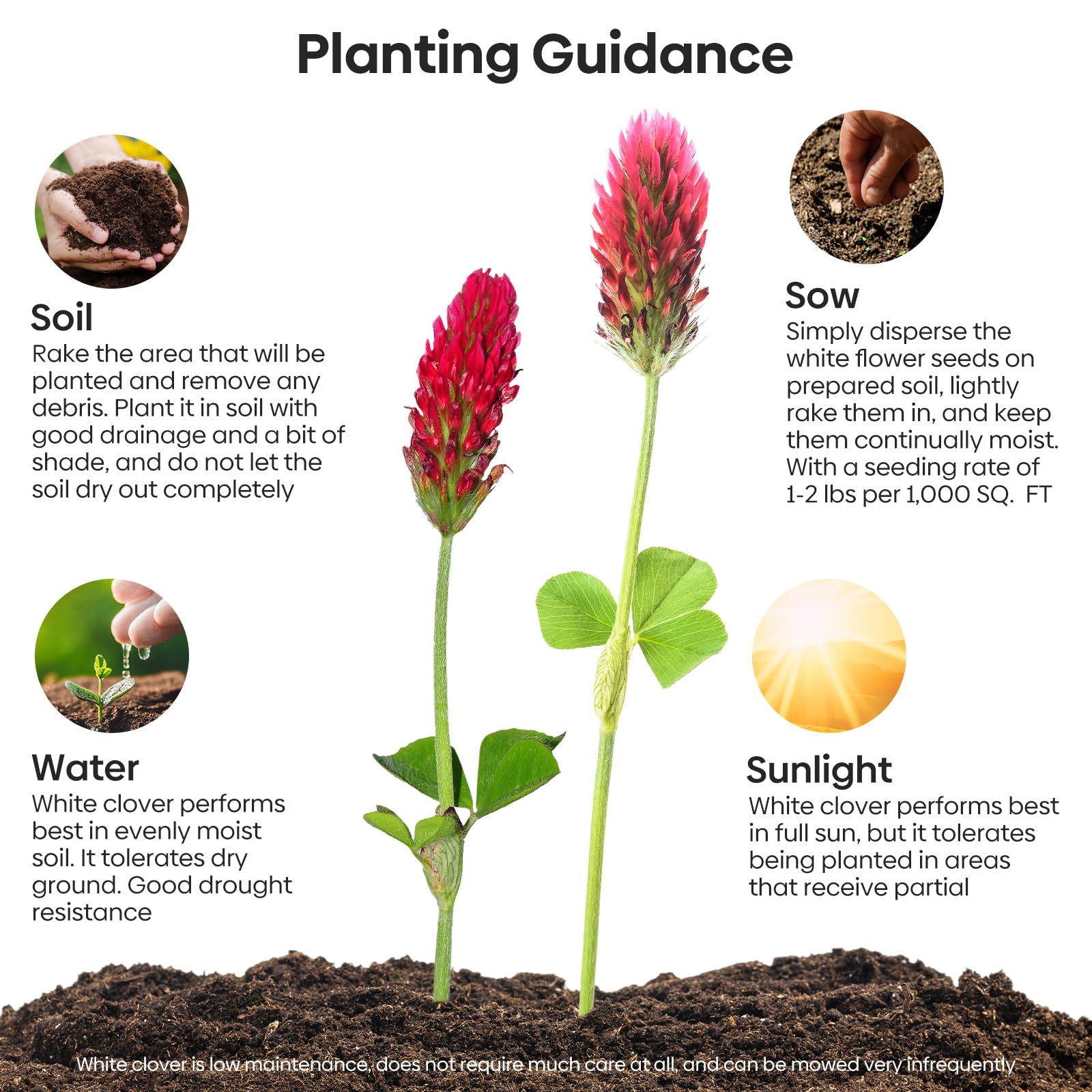 Groundio crimson clover used as lawn alternative with lush groundcover.