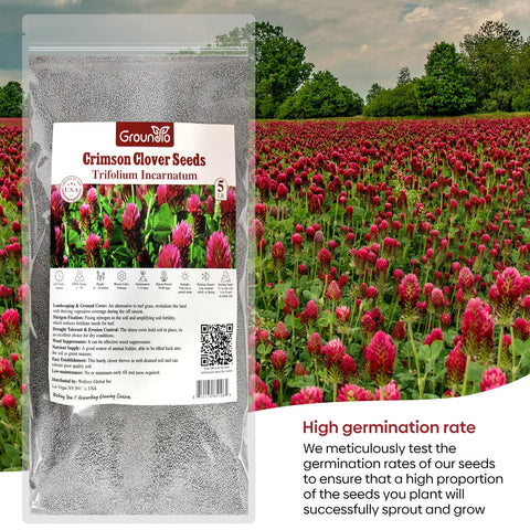 Groundio Crimson Clover attracting pollinators with nectar-rich blooms.