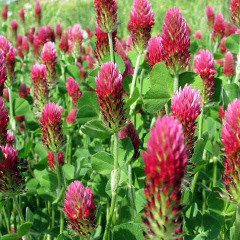 Groundio Crimson Clover seed depth guidance to optimize germination and growth.