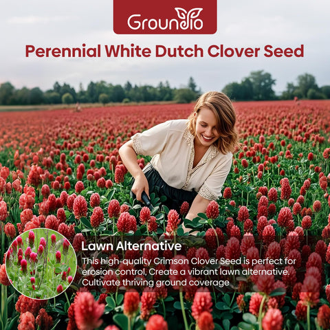 Groundio Crimson Clover seeds germinating to a rapid ground cover.