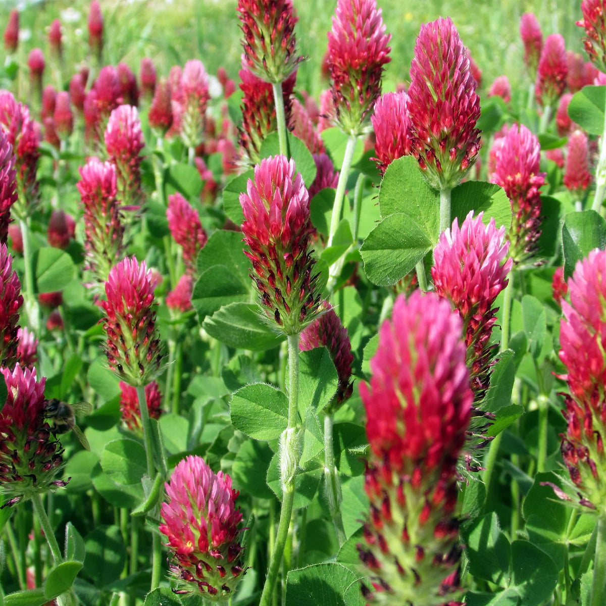 Groundio Crimson Clover Seeds pack for lawns and gardens, supporting pollinators.