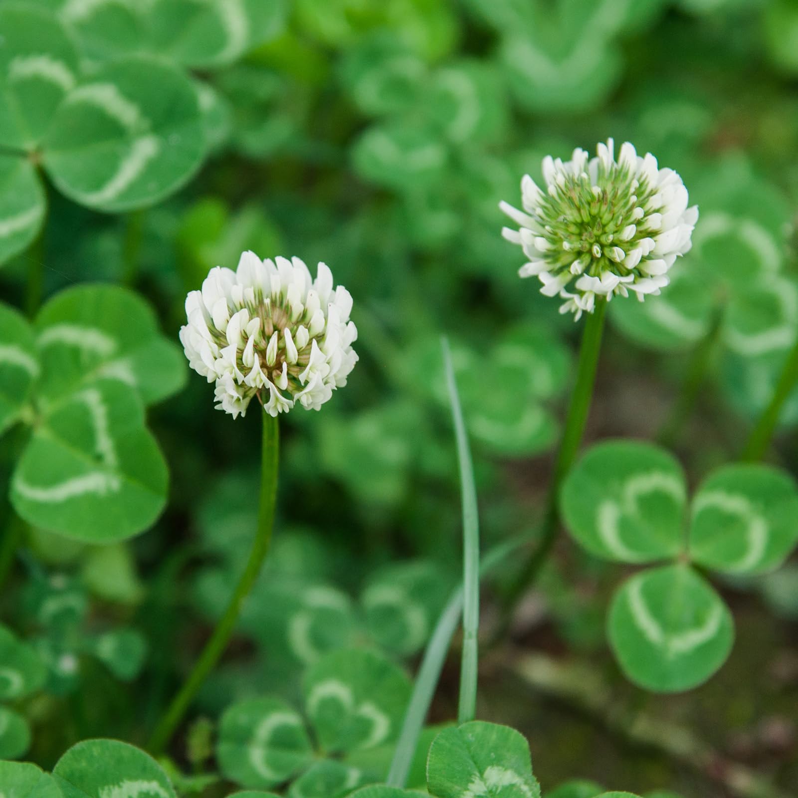 Groundio drought-tolerant clover thriving in full sun