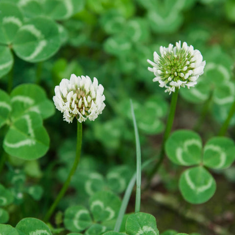 Groundio drought-tolerant clover thriving in full sun