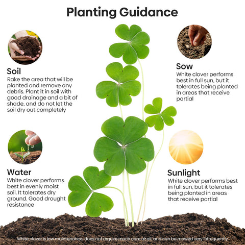 Groundio dwarf Dutch clover ground-cover image highlights resilient turf.