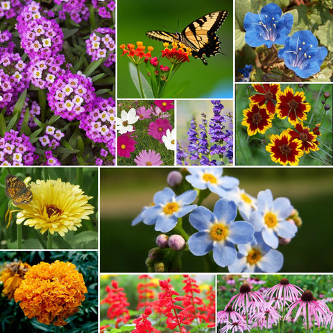 Groundio educational wildflower mix for kids and the family garden.