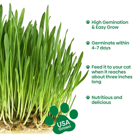 Groundio cat grass growing quickly on a sunny indoor windowsill.