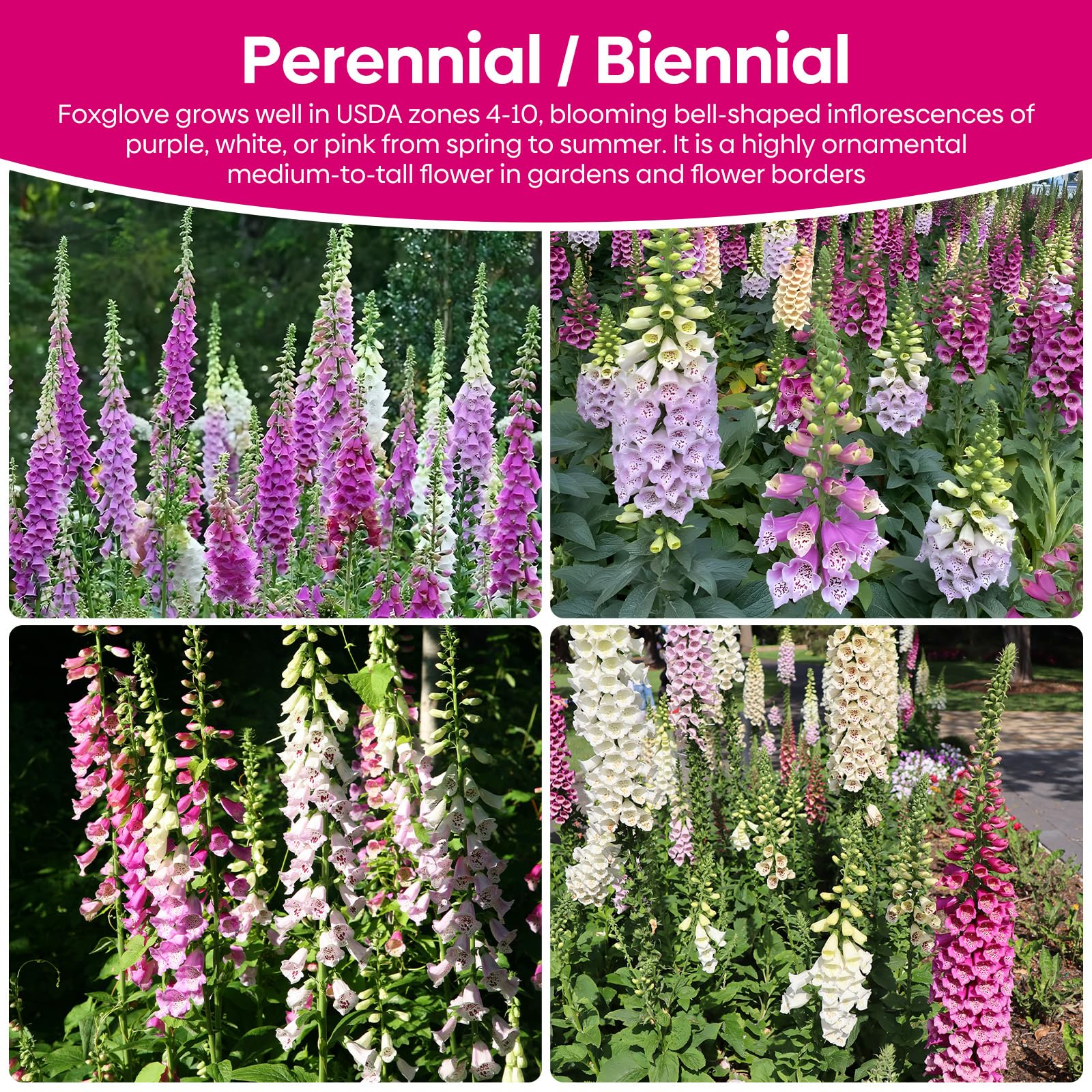 Groundio foxglove seeds attract bees and butterflies in gardens