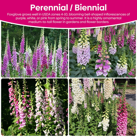Groundio foxglove seeds attract bees and butterflies in gardens