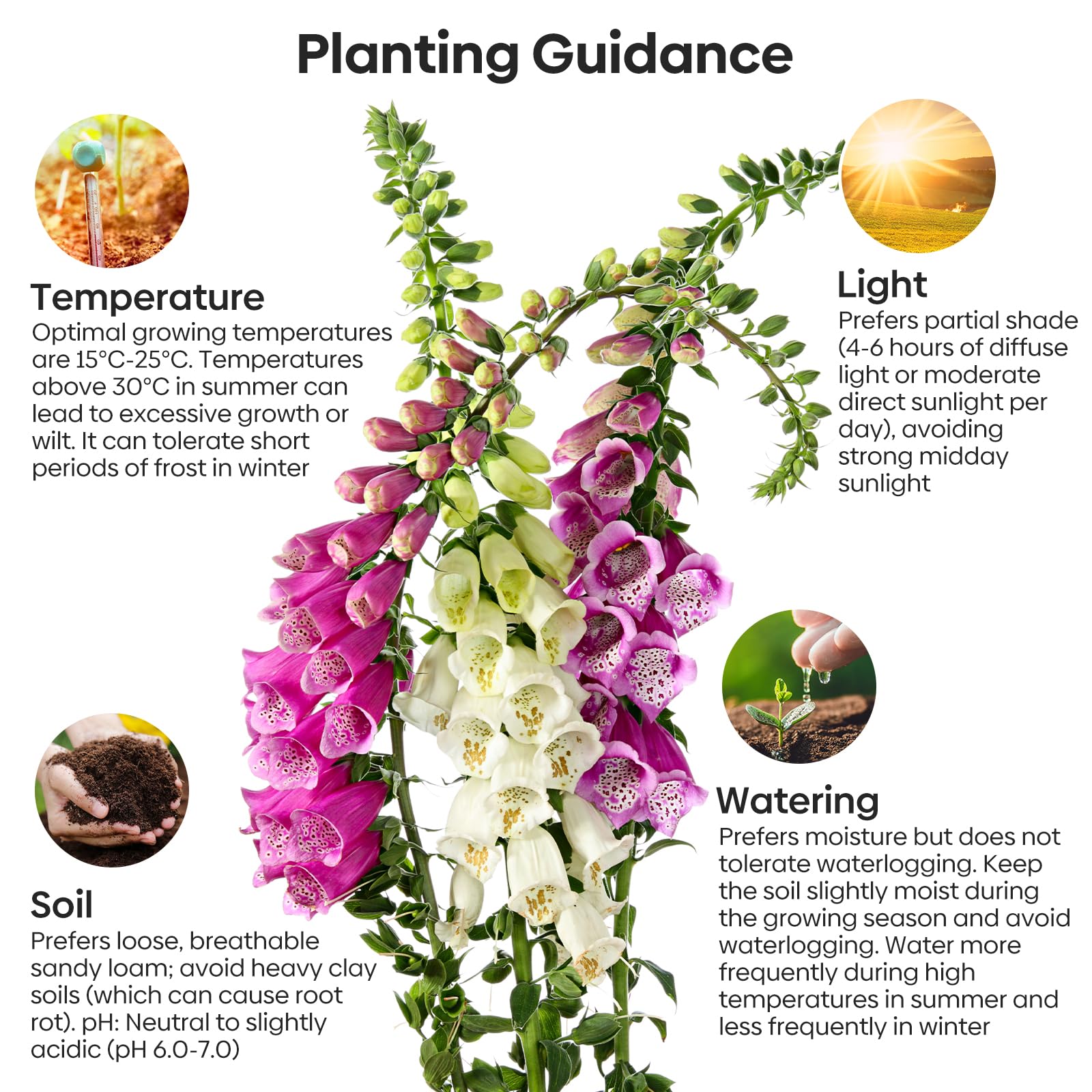 Groundio foxglove seeds for borders and hedges with tall blooms