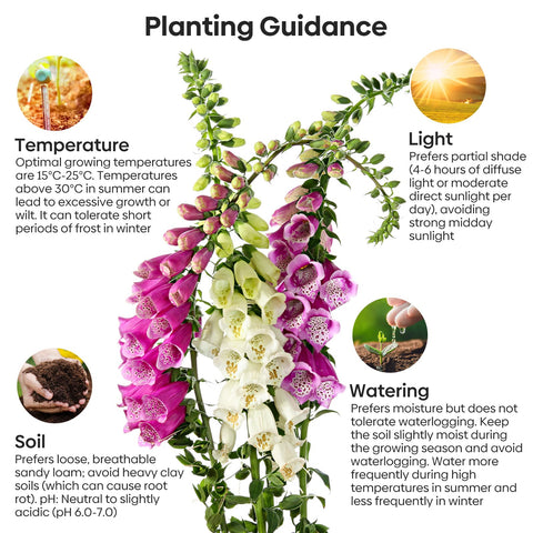 Groundio foxglove seeds for borders and hedges with tall blooms