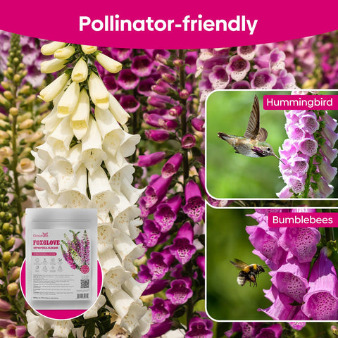 Groundio foxglove seeds ideal for pots and decorative planters