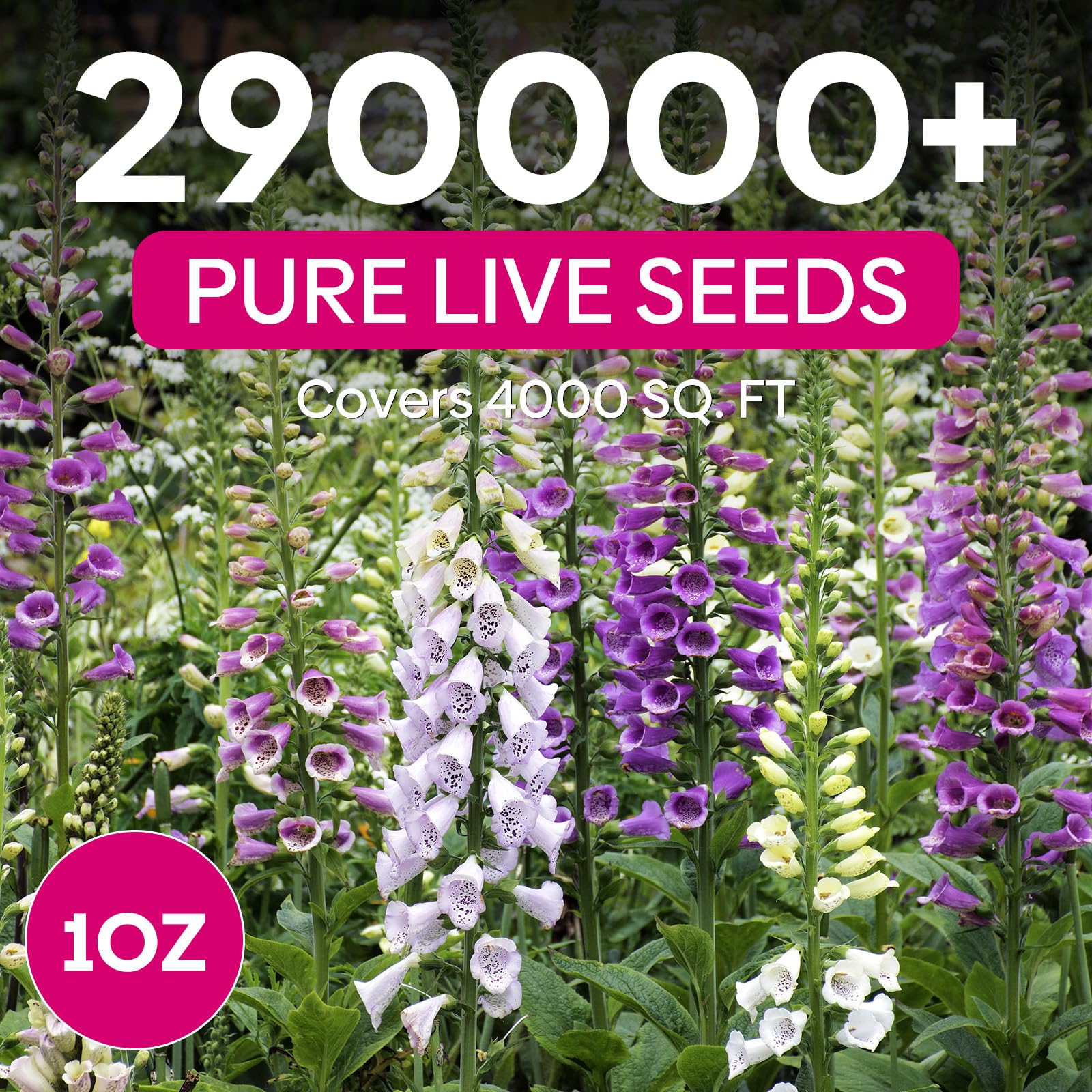 Groundio foxglove purple-spire seeds for dramatic height and nectar-rich blooms