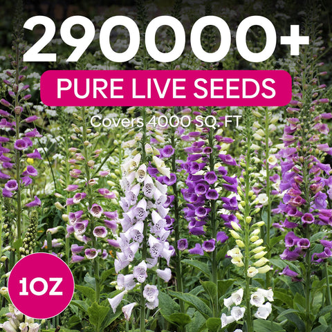 Groundio foxglove purple-spire seeds for dramatic height and nectar-rich blooms
