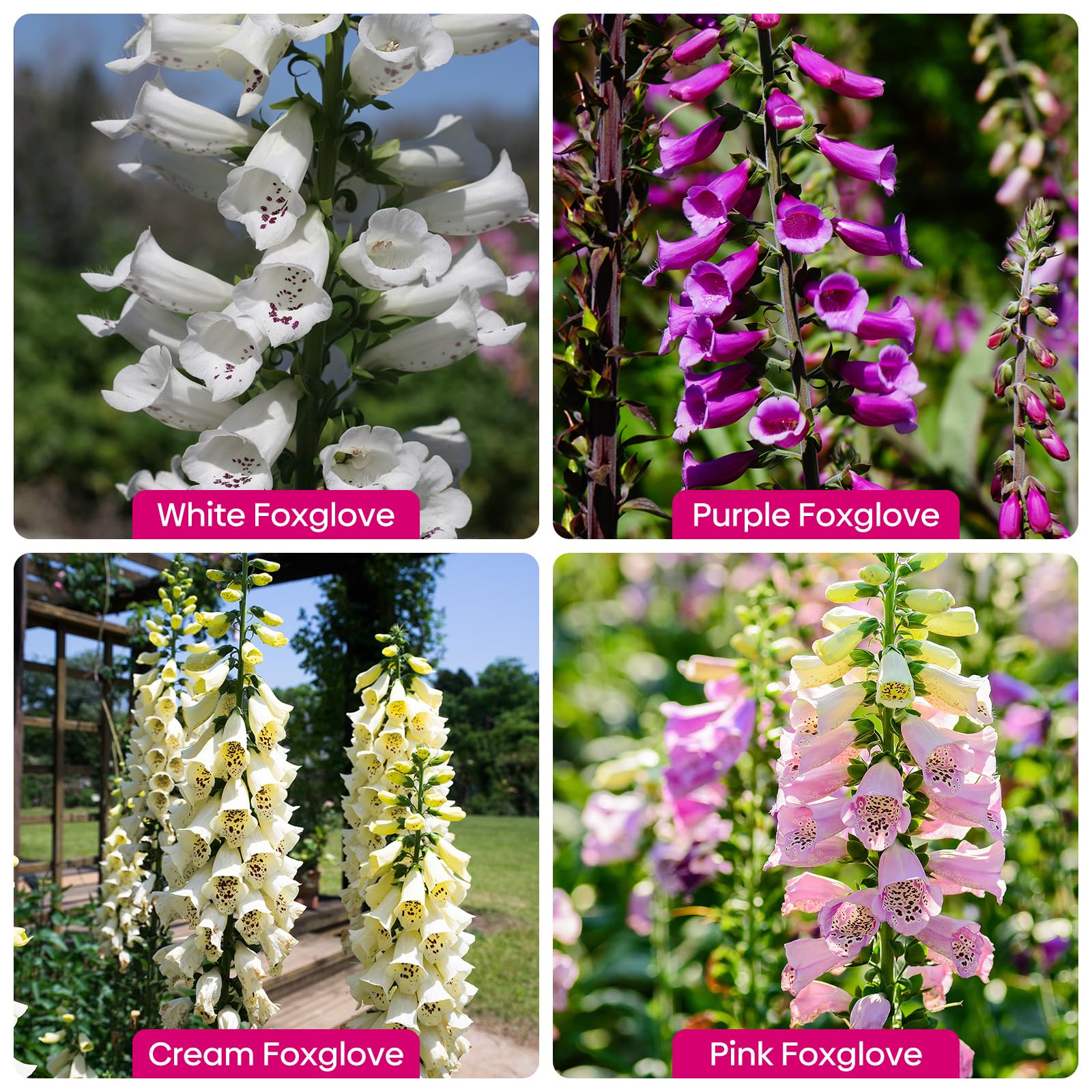 Groundio foxglove white-spire seeds for airy contrast in beds