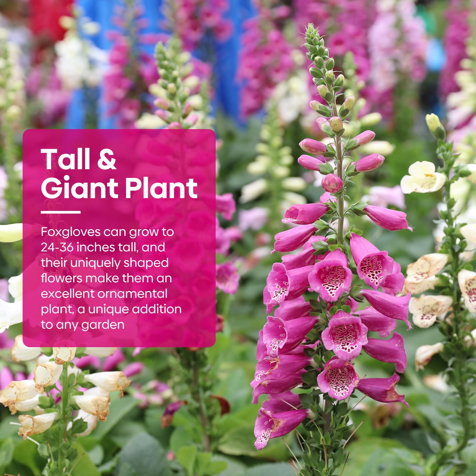 Groundio foxglove yellow-spire seeds brighten shade gardens