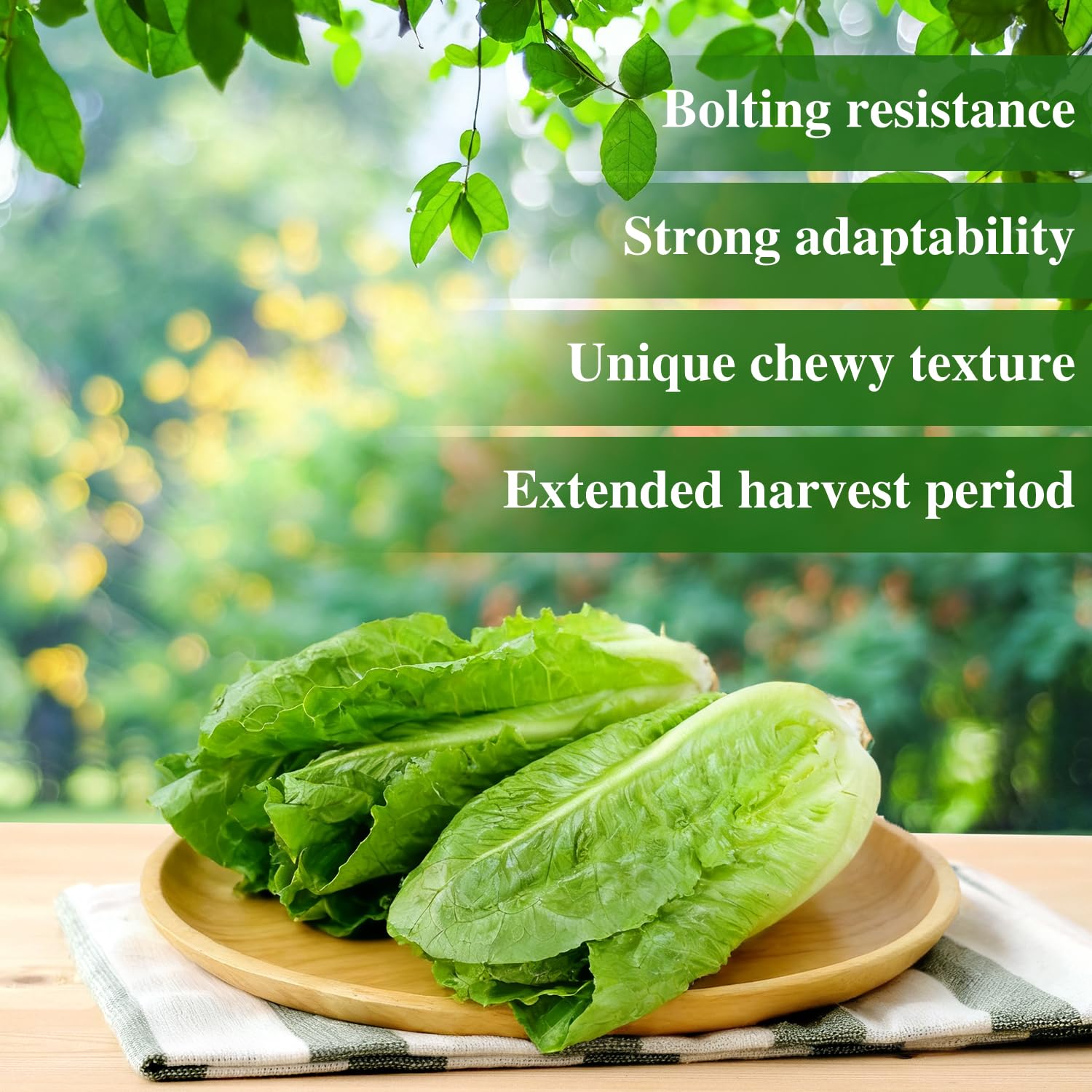 Groundio romaine lettuce leaves ideal for fresh salads