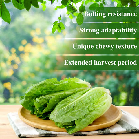 Groundio romaine lettuce leaves ideal for fresh salads