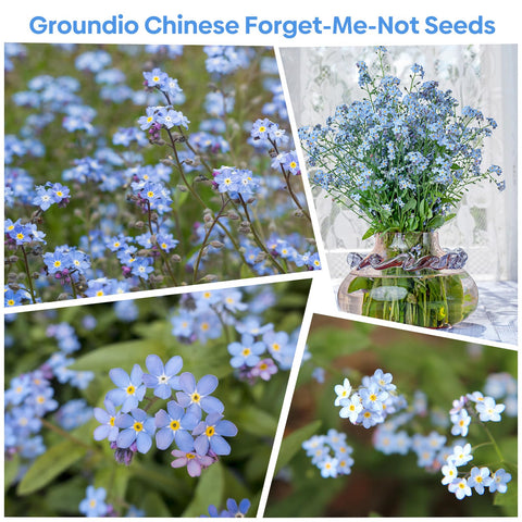 Groundio forget-me-not seeds makes a thoughtful gift for gardeners.