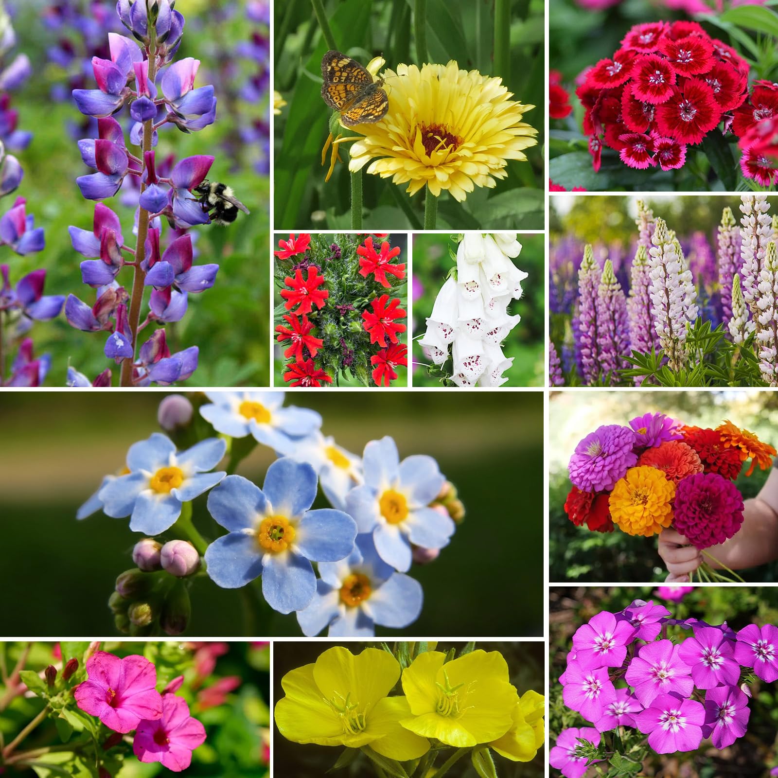 Groundio wildflower seeds make a thoughtful garden gift