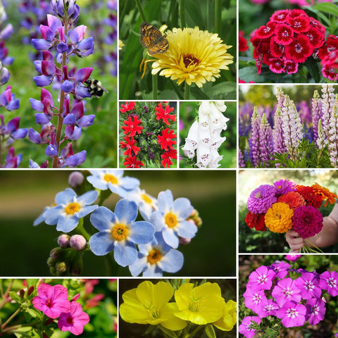 Groundio wildflower seeds make a thoughtful garden gift