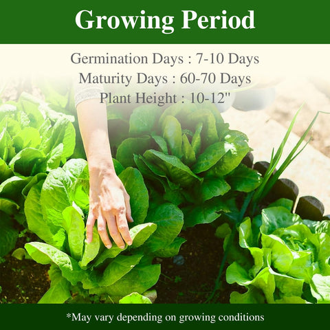 Groundio hydroponic setup with romaine seeds for year-round greens