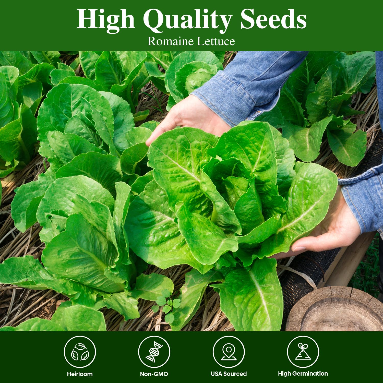 Groundio romaine seeds for indoor and outdoor garden versatility