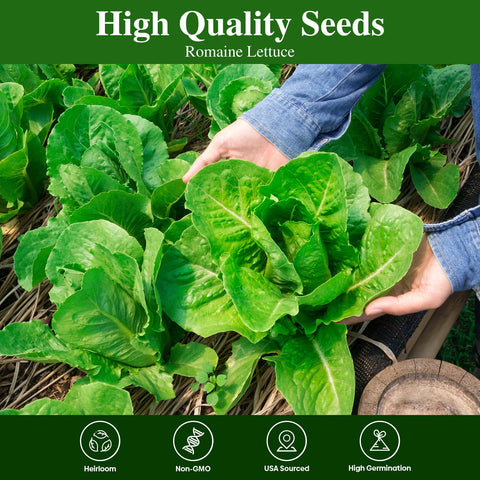Groundio romaine seeds for indoor and outdoor garden versatility