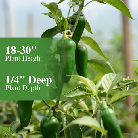 Groundio jalapeno seeds thriving in full sun setup