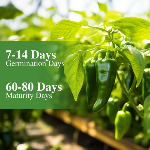 Groundio jalapeno seeds planting depth at 1/4 inch