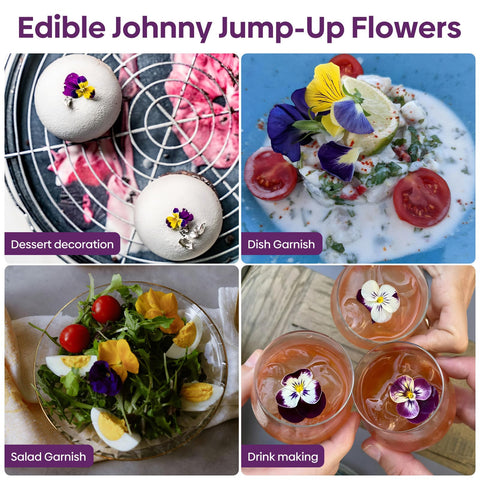 Groundio Johnny Jump Up thrives in balcony containers and pots
