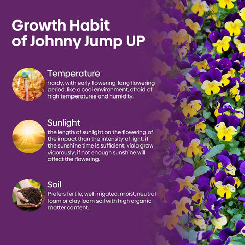 Groundio Johnny Jump Up grows to 6-12 inches, ideal for compact spaces