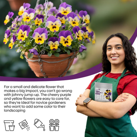 Groundio Johnny Jump Up edible flowers used in salads and desserts