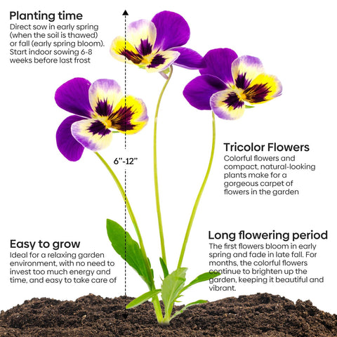 Groundio Johnny Jump Up attracts bees and butterflies for pollinator gardens