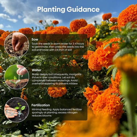 Groundio marigold seeds bloom closeup reveals vibrant yellow and orange petals.