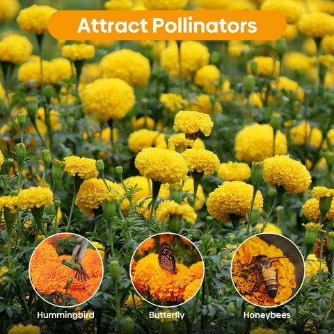Groundio marigold seeds companion planting image suggests pest deterrence.