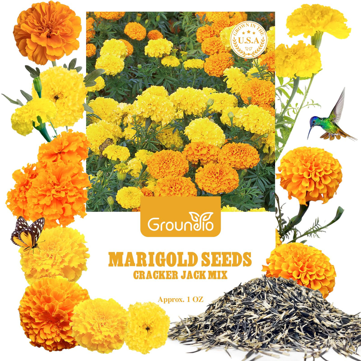 Groundio marigold seeds pack shot ready for indoor or outdoor planting.