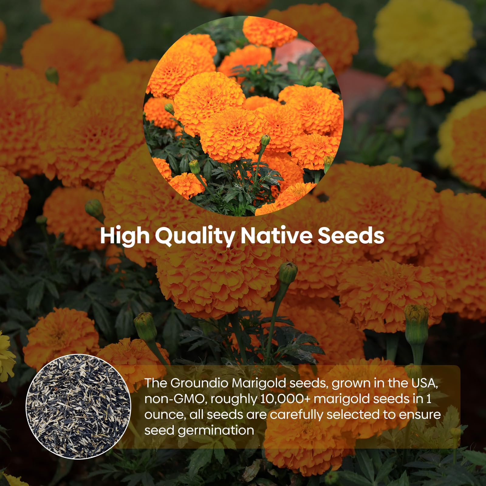 Groundio marigold seeds planted in pot illustrate easy container gardening.