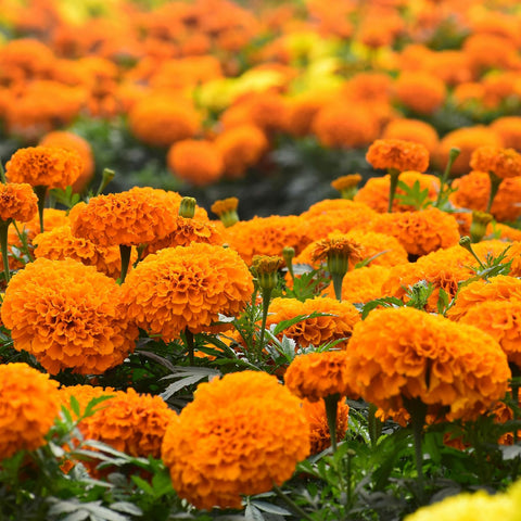 Groundio marigold seeds USDA zone info visual hints adaptability.