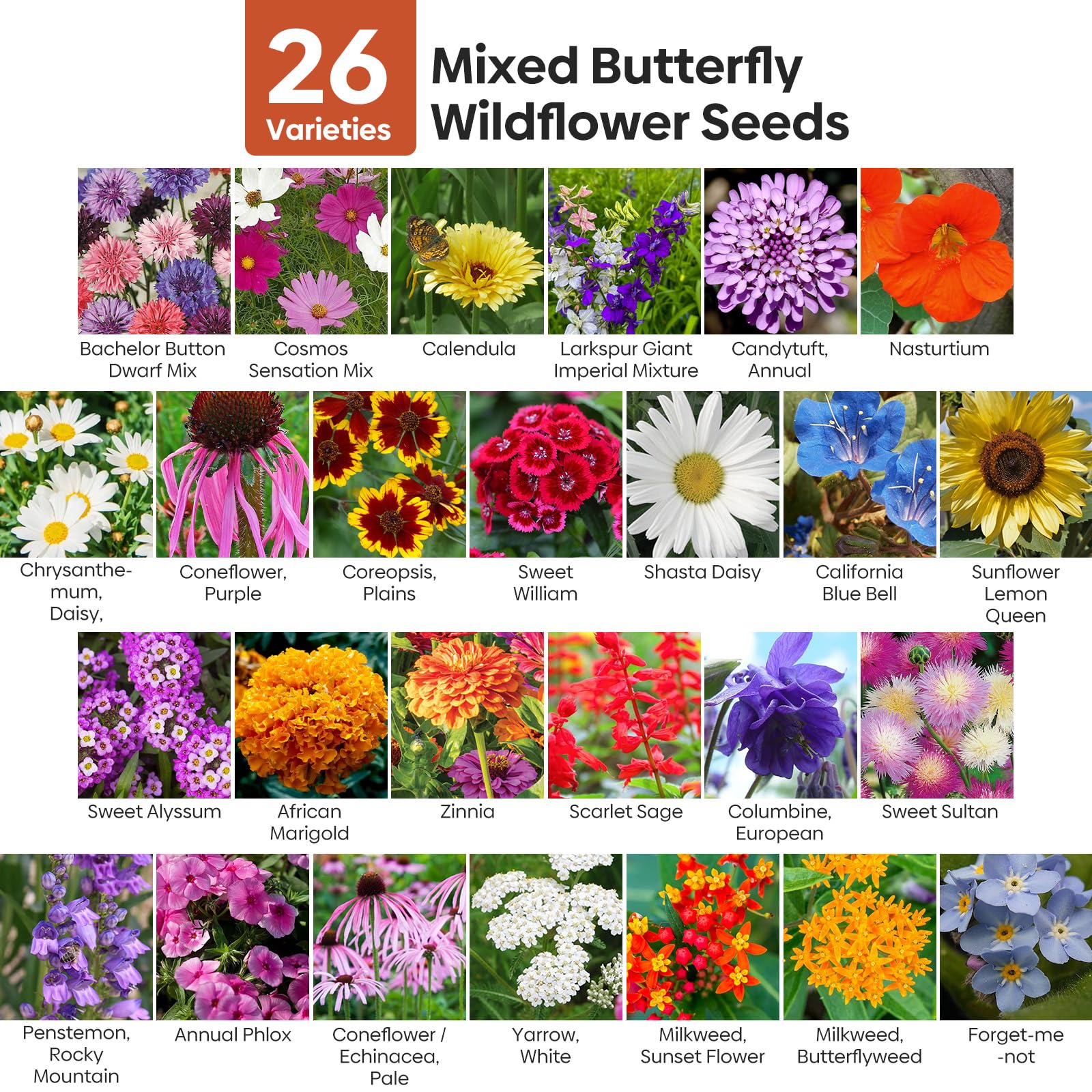 Groundio Milkweek wildflower seeds attract pollinators and brighten borders.