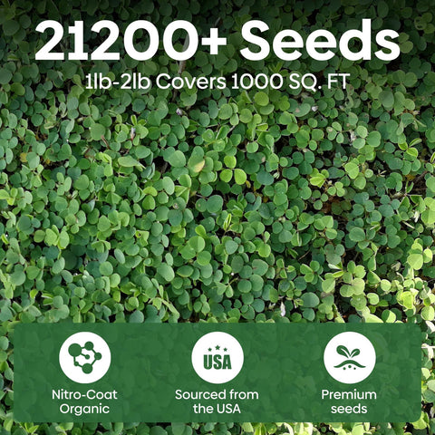 Groundio mini white clover seeds demonstrate shade-tolerant growth for partial sun lawns.