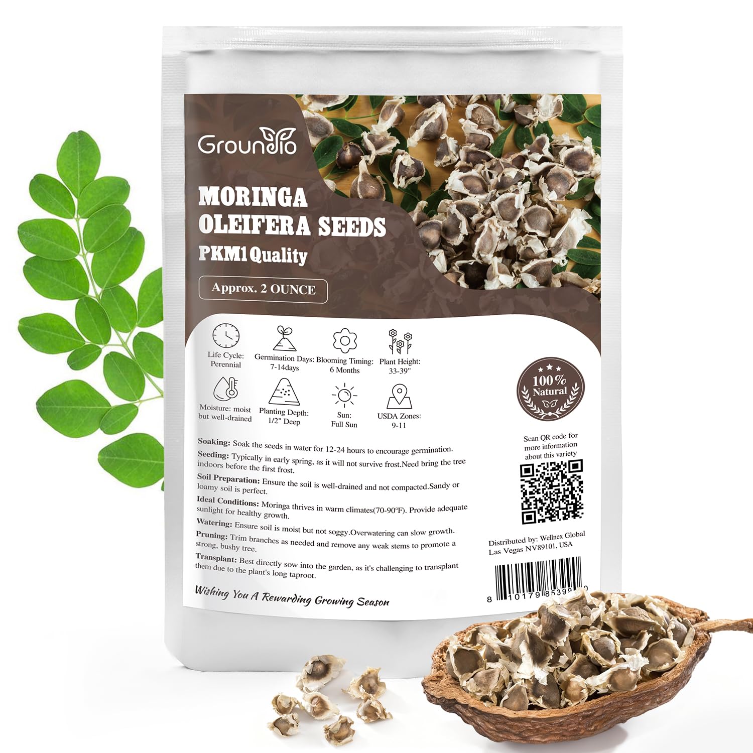 Groundio Moringa seeds close-up, plump and ready for high-germination planting.