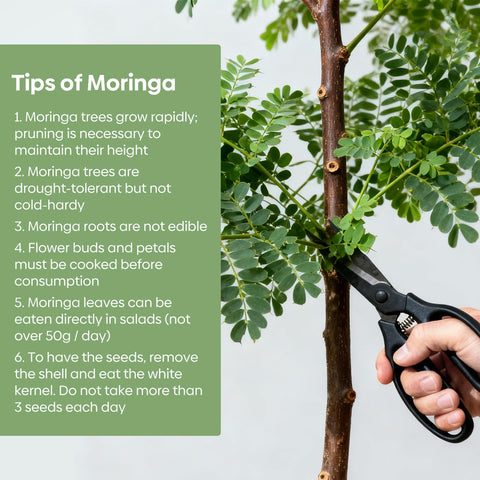 Groundio Moringa seeds offer edible uses from seeds to leaves for nutrition.