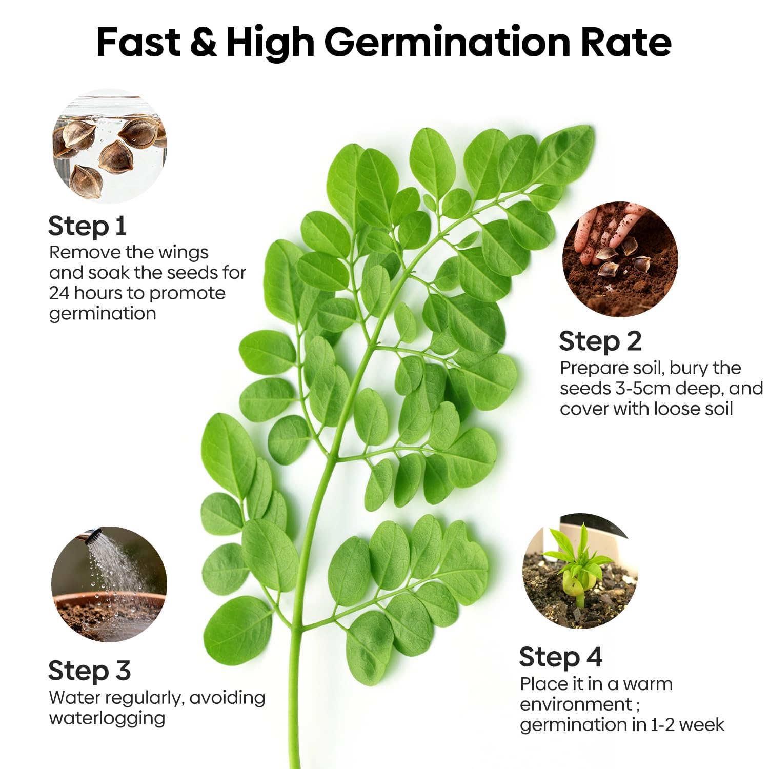 Groundio Moringa seeds undergoing germination test, highlighting strong viability.